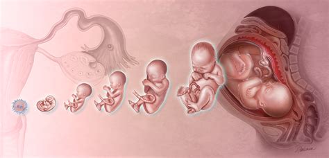 Gestation – Featured | Fairman Studios