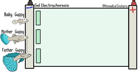 Gel electrophoresis GIF by the Amoeba Sisters! Consider all the ...