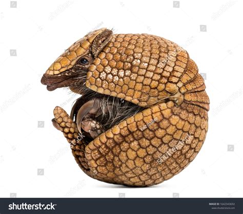 302 Armadillo roll 图片、库存照片和矢量图 | Shutterstock