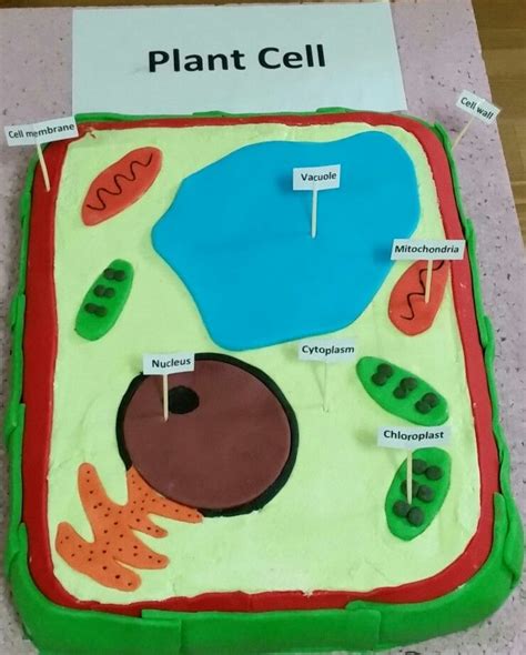 Plant cell cake | Plant cell, Animal cell project, Cells project