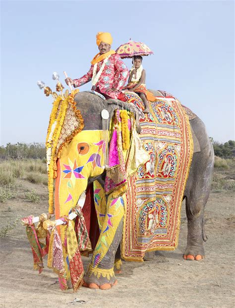 Top 20 Elephants Decorated In Thousand Colors For The Jaipur Elephant Festival