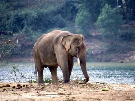 File:Working Elephant Vietnam.jpg - Wikipedia