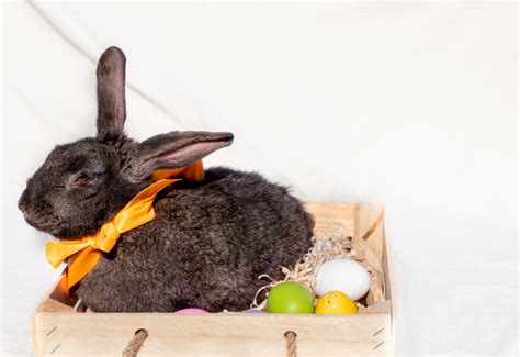 The Ultimate Guide to Bunny Litter Boxes: Keeping Your Furry Friend Happy and Your Home Clean ...