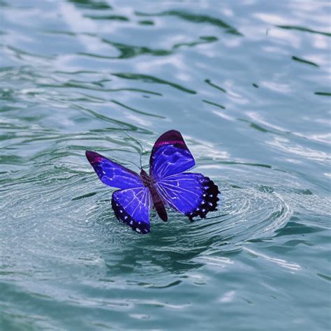 Butterfly Swimming Successfully · Creative Fabrica