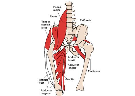 Anterior Position Urged in Hip Replacement | Orthopedics This Week