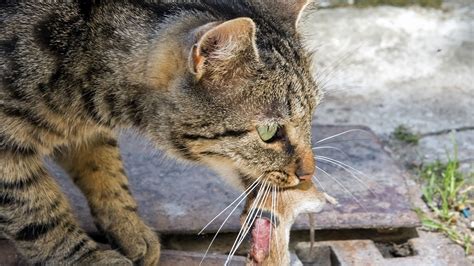 The deadliest local predator? House cats