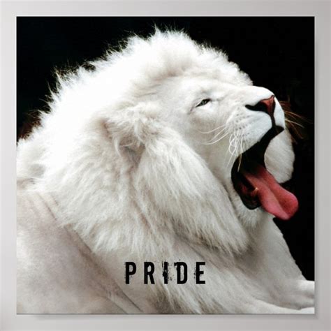 white lion Pride Poster | Zazzle.com