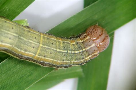 The exotic fall armyworm in Australia: a south-eastern perspective ...