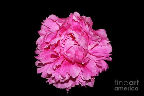 Bright Pink Peony Photograph by Rachel Guess - Fine Art America