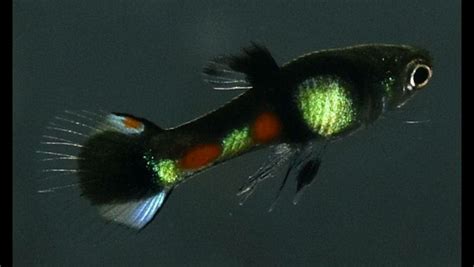 Poecilia Wingei | Guppy fish, Aquarium fish, Beautiful sea creatures