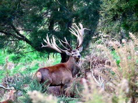 Red Stag · New Zealand Safaris