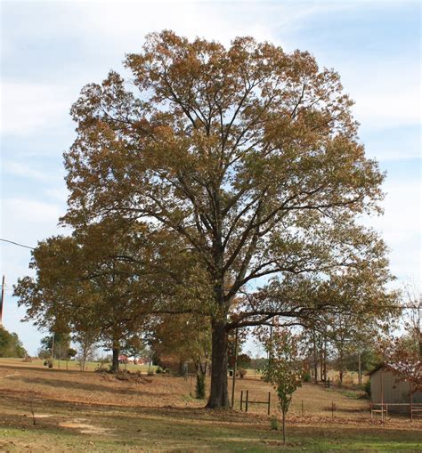 Quercus falcata (Oaks, Southern Red Oak, Swamp Red Oak, Swamp Spanish ...