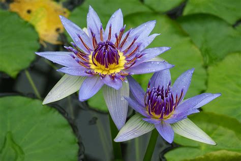 Nymphaea caerulea (Egyptian Blue Water Lily)