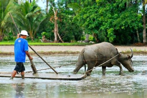 The Carabao: From the Beast of Burden in Fields to the Beauteous Beast in Festivals - HubPages