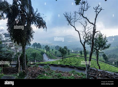 Munnar Tea Garden View with Landscape Stock Photo - Alamy