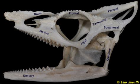 BIO370-Lizard Skull