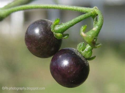 Posionous Nightshade Berries ~ I think Noodler's Nightshade Ink was inspired by these berries ...