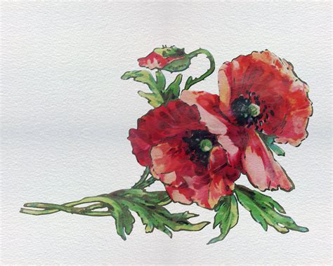 Poppy Flowers Watercolor Painting Free Stock Photo - Public Domain Pictures