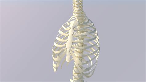 Chest Thorax Bone Anatomy 3D Model - TurboSquid 1448558