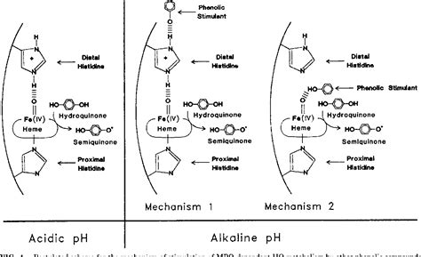 Figure 4 from Metabolism of hydroquinone by human myeloperoxidase: mechanisms of stimulation by ...