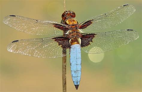 insects, dragonfly, depressa, macro, wings, chitin | Pikist