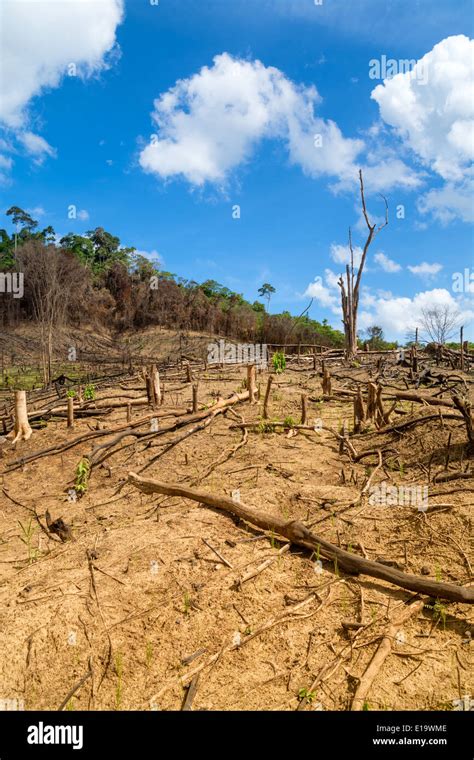 Deforestation in El Nido, Palawan - Philippines Stock Photo - Alamy