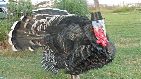 PET turkey strutting, spitting and drumming! - YouTube