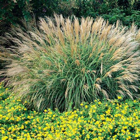 Adagio Miscanthus Maiden Grass — PlantingTree