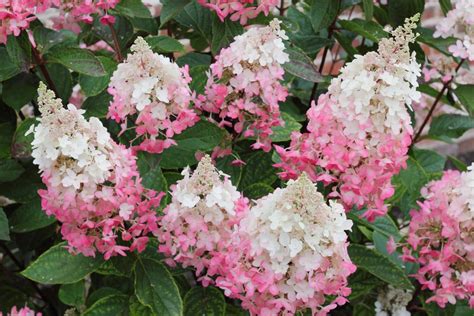 Hydrangea paniculata Pinky Winky - Hopes Grove Nurseries