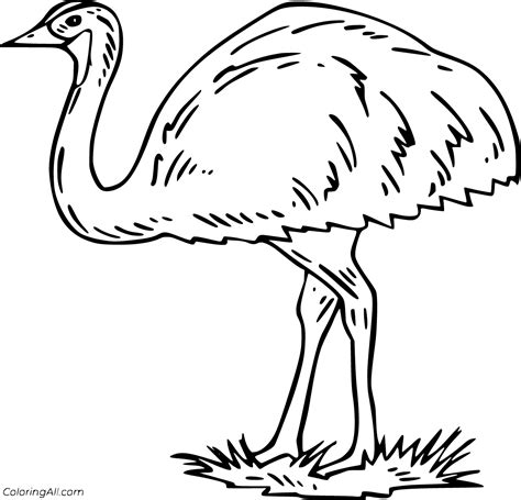 20 free printable Emu coloring pages in vector format, easy to print ...