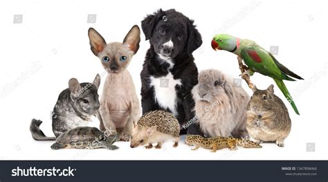 7,031 Different Animals Together Images, Stock Photos & Vectors | Shutterstock