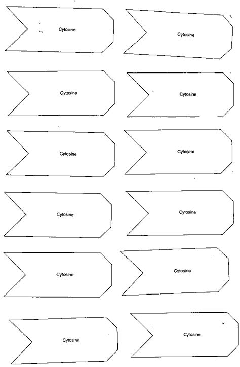 Cytosine Template - BIOLOGY JUNCTION