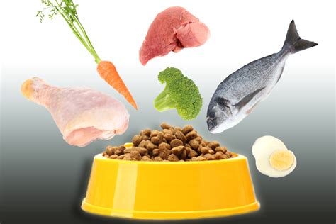 4 common myths about pet food ingredients | Animal Wellness Magazine