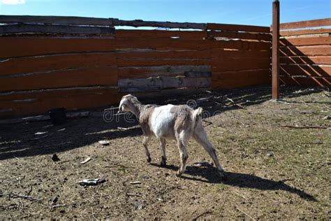 Anglo Nubian goat stock image. Image of goats, farm - 273357749