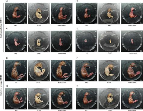 Chicken Embryo Development