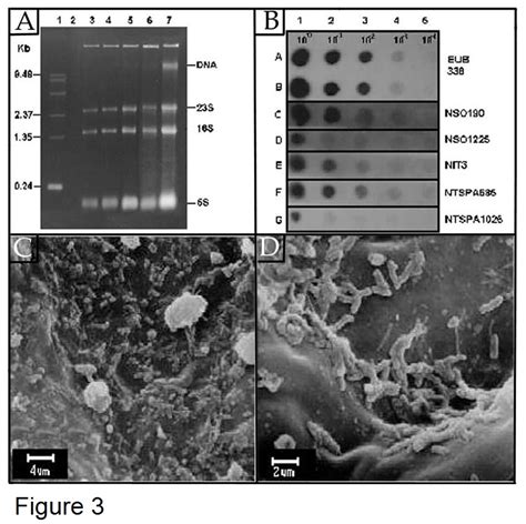 (PDF) Molecular analysis of the community structure of nitrifying ...