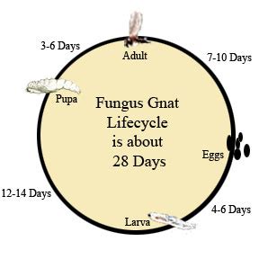 length of fungus gnat life cycle - Dann Stump