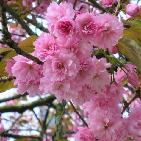 Japanese Flowering Cherry (Kwanzan)