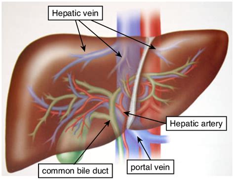 Liver Vessels Diagram Vascular Anatomy Of Liver Anatomy Drawing | Images and Photos finder