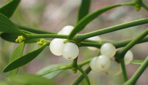 Mistletoe, Viscum album, Loranthaceae | Dr. Hauschka