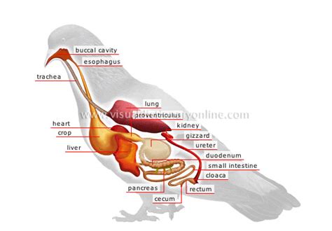 The Anatomy Of Birds - anatomy diagram source