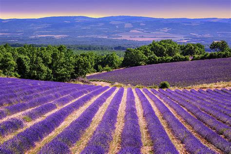 Blooming lavender fields in Provence, France Photograph by Boris Stroujko - Fine Art America