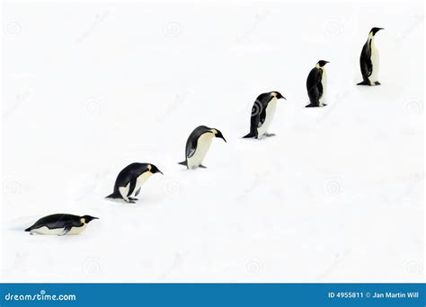 Evolution Of A Penguin Stock Image - Image: 4955811