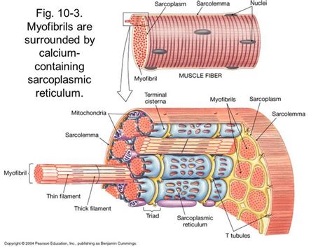 Image result for sarcoplasmic reticulum