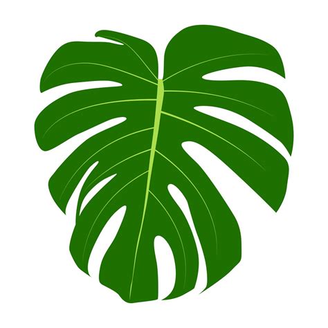 Monstera leaf isolated on white background. Vector Illustration 3043620 ...