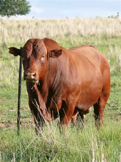 Bonsmara | Cattle farming, Cattle, Hereford cattle