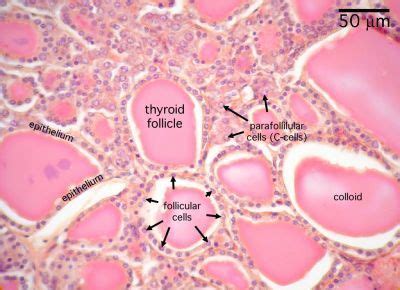 Thyroid | Histology slides, Thyroid gland, Human anatomy, physiology