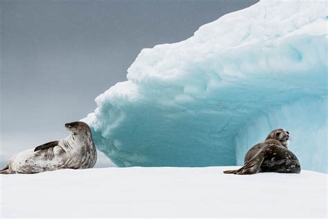 Wildlife - Antarctica