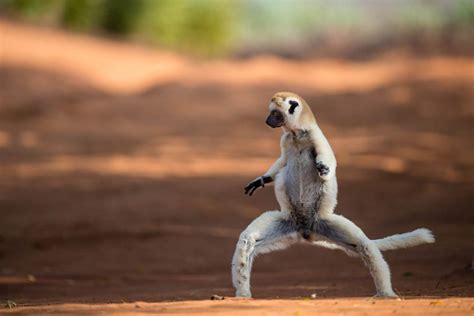 Bring it on: Sifaka lemurs take down a three-metre boa in Madagascar | Predator vs Prey | Earth ...