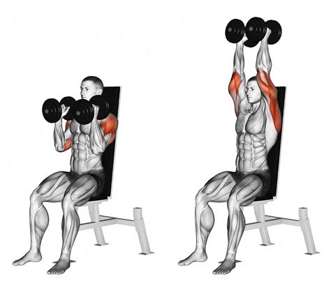 Overhead Press Muscles Used